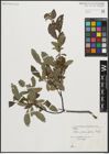 Foto von Salix planifolia Pursh